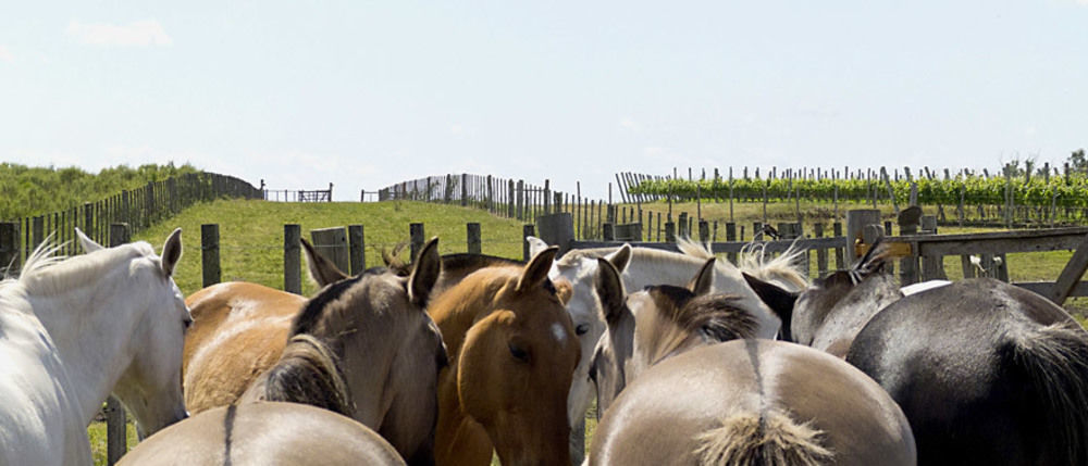 Estancia Turistica Finca Piedra Mal Abrigo Ngoại thất bức ảnh