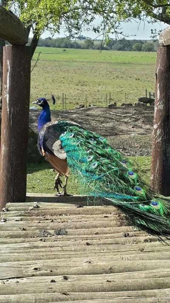 Estancia Turistica Finca Piedra Mal Abrigo Ngoại thất bức ảnh